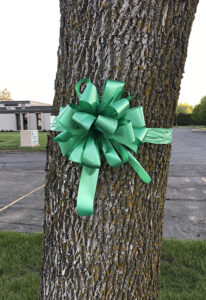 green ribbon on tree